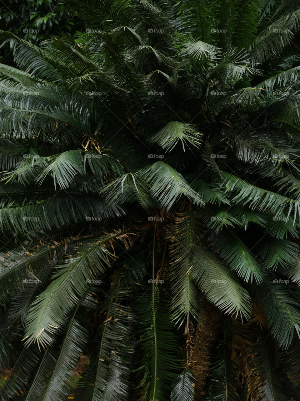 Green palm tree leafs 