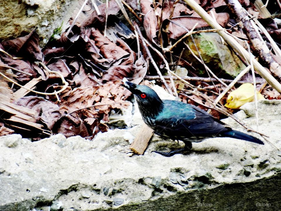 A red eyes black bird