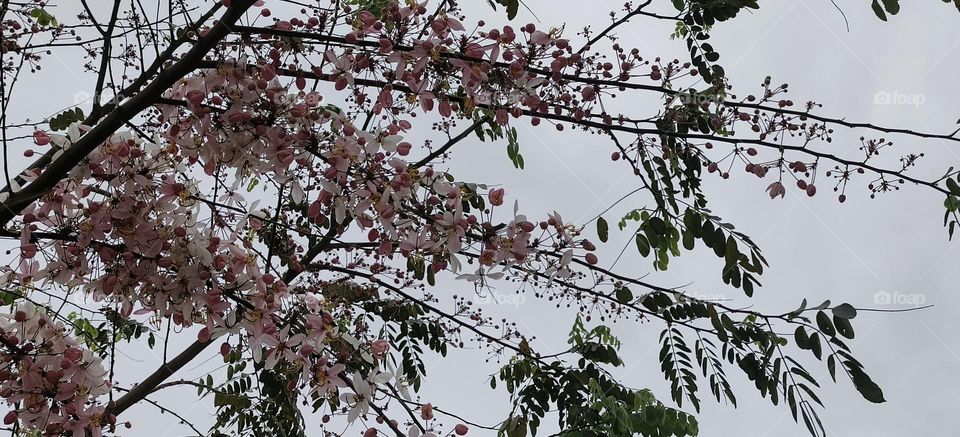 Cassia barkeriana Linn, Chenggong Township, Taitung County