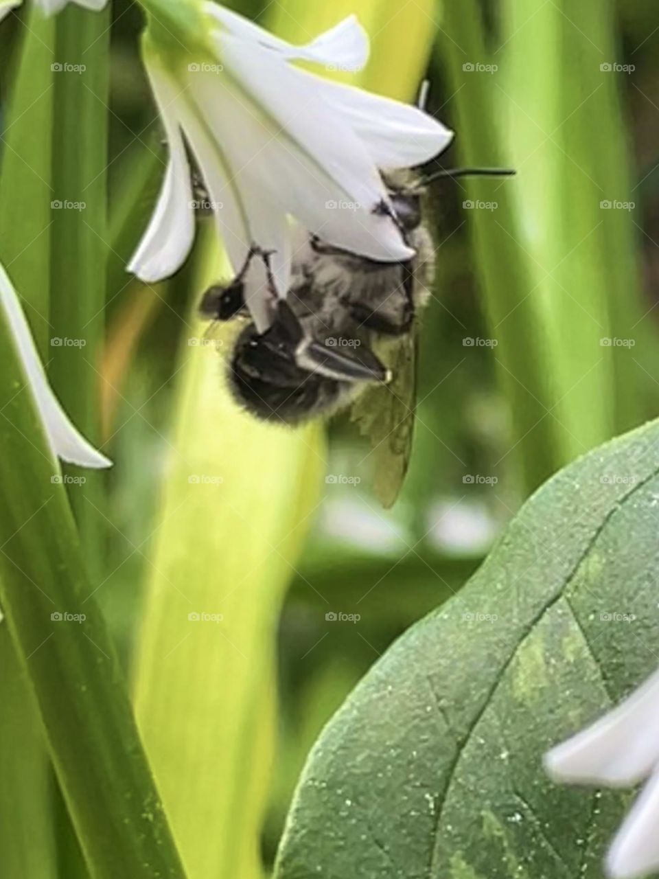 Abelhas: Polinização em ação.