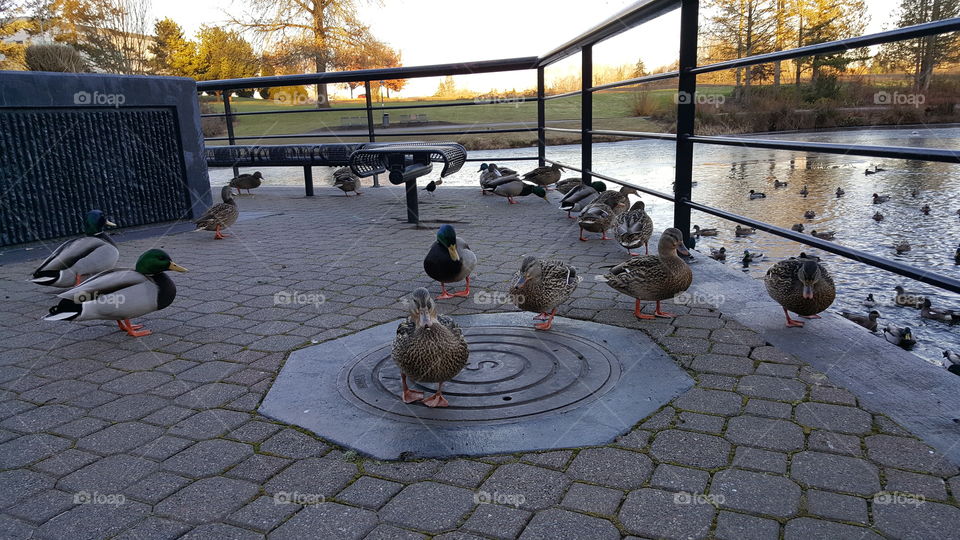 ducks hanging out