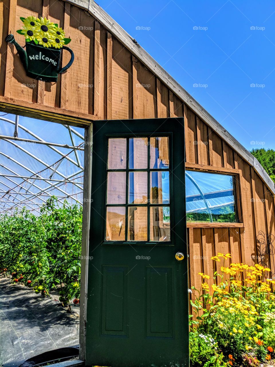 Greenhouse of tomatoes