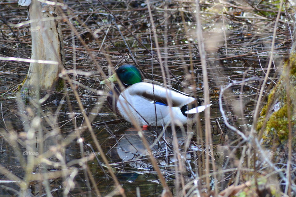 Male duck