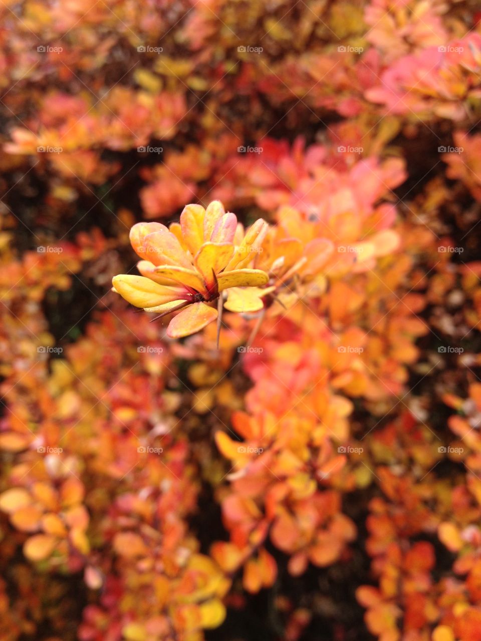 Close-up of autumn flowers