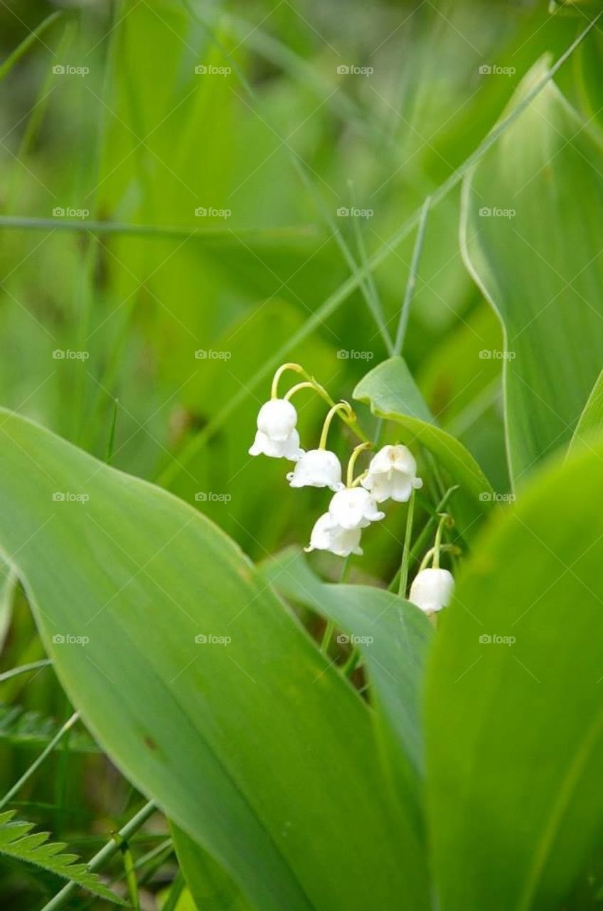 Lily of the valley