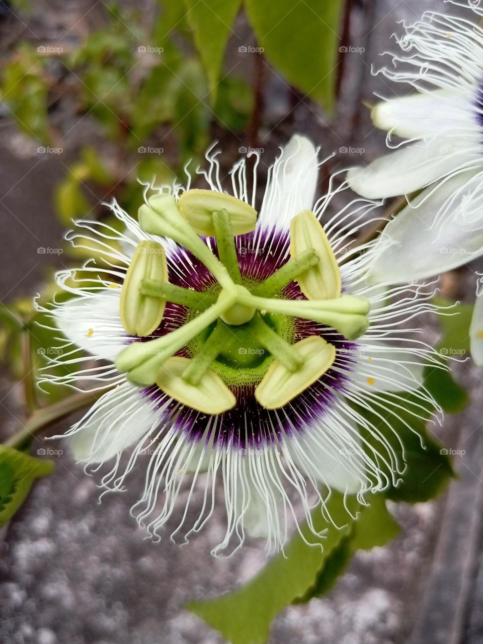 Passion fruit
