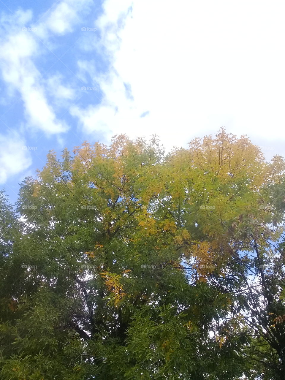 imagen de la copa de un árbol con buena parte de su follaje amarillo a causa de la llegada del otoño.