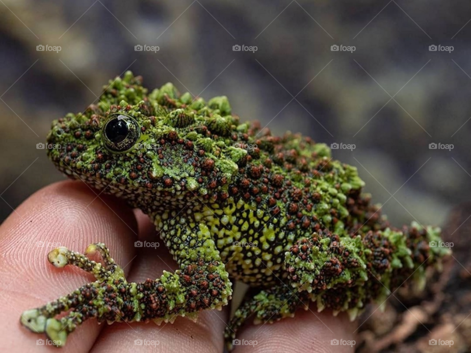 Мховая жаба на руках