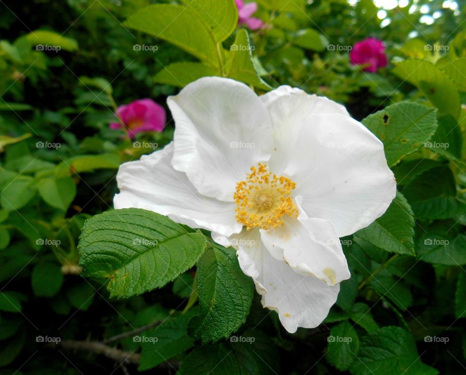 Nature, Leaf, Flower, Flora, No Person