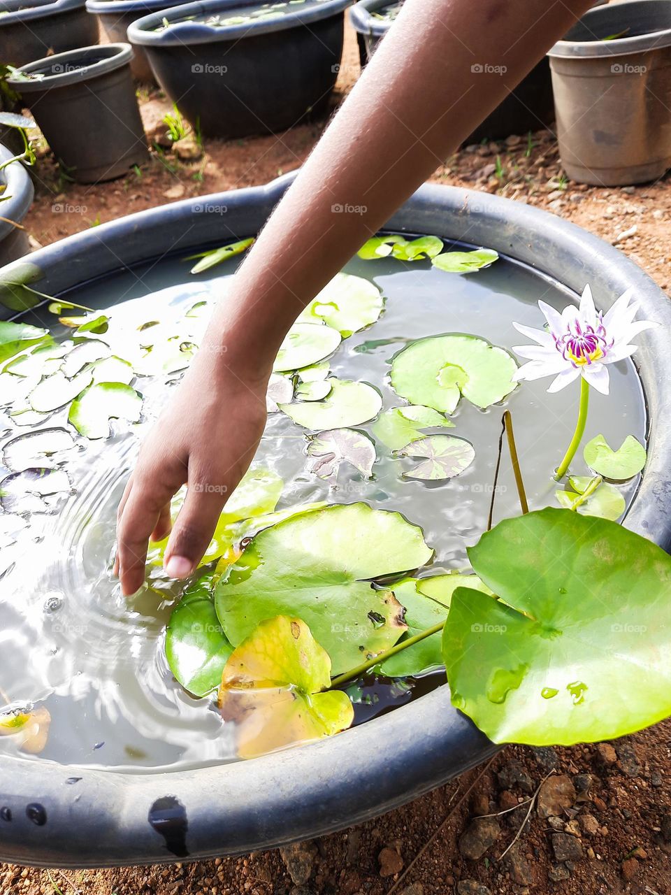 Pot of water with lotus leaves and flower