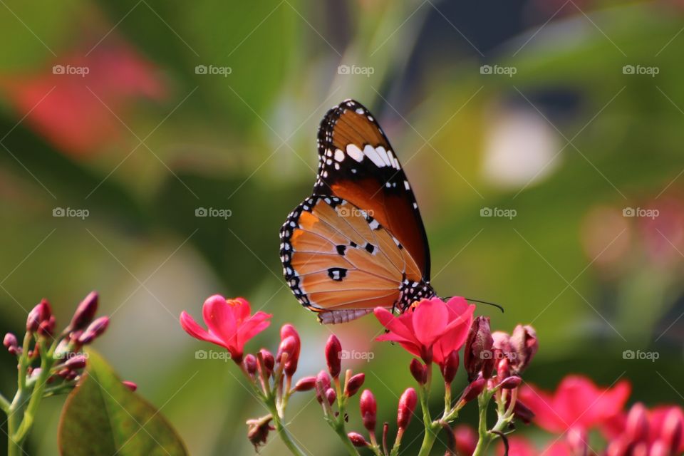 who is more beautiful the butterfly or the flower..
