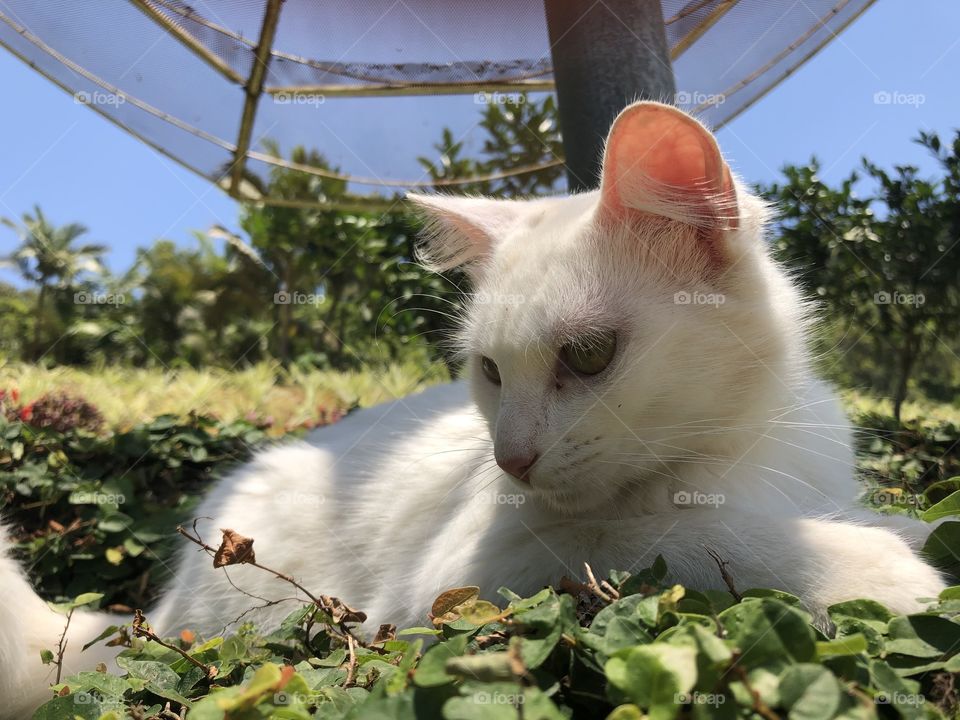 Gato nas folhas no sol