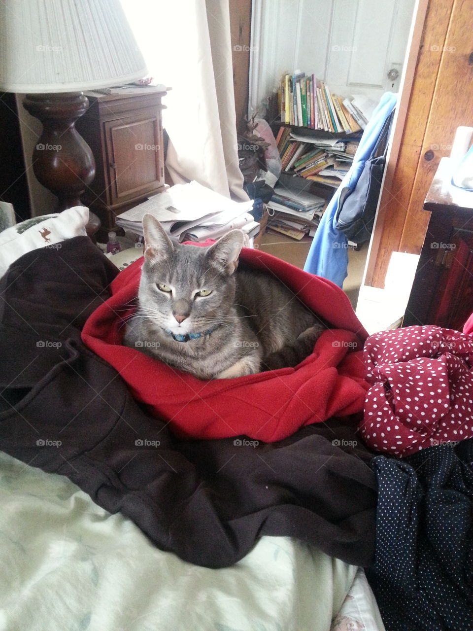 Cat snuggled up in a red coat