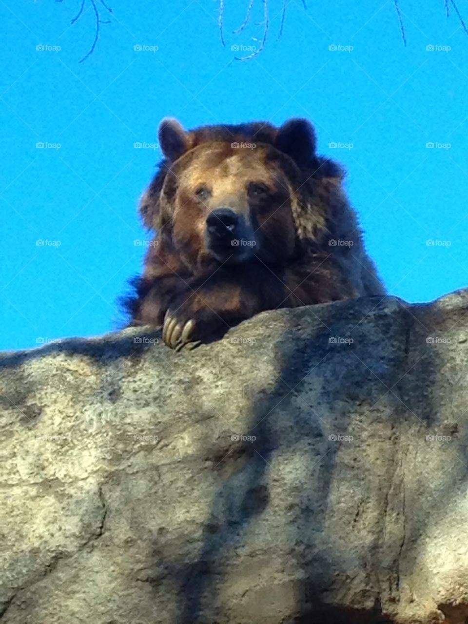 Bear on a rock. Bear peering over rock cliff