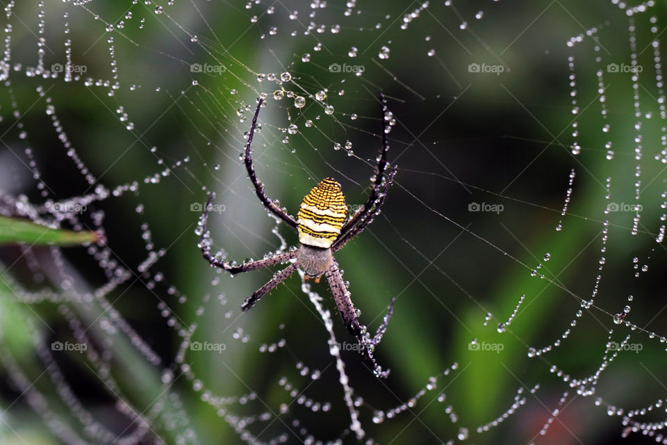 Spider Macro