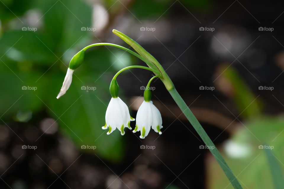 small white blossoms