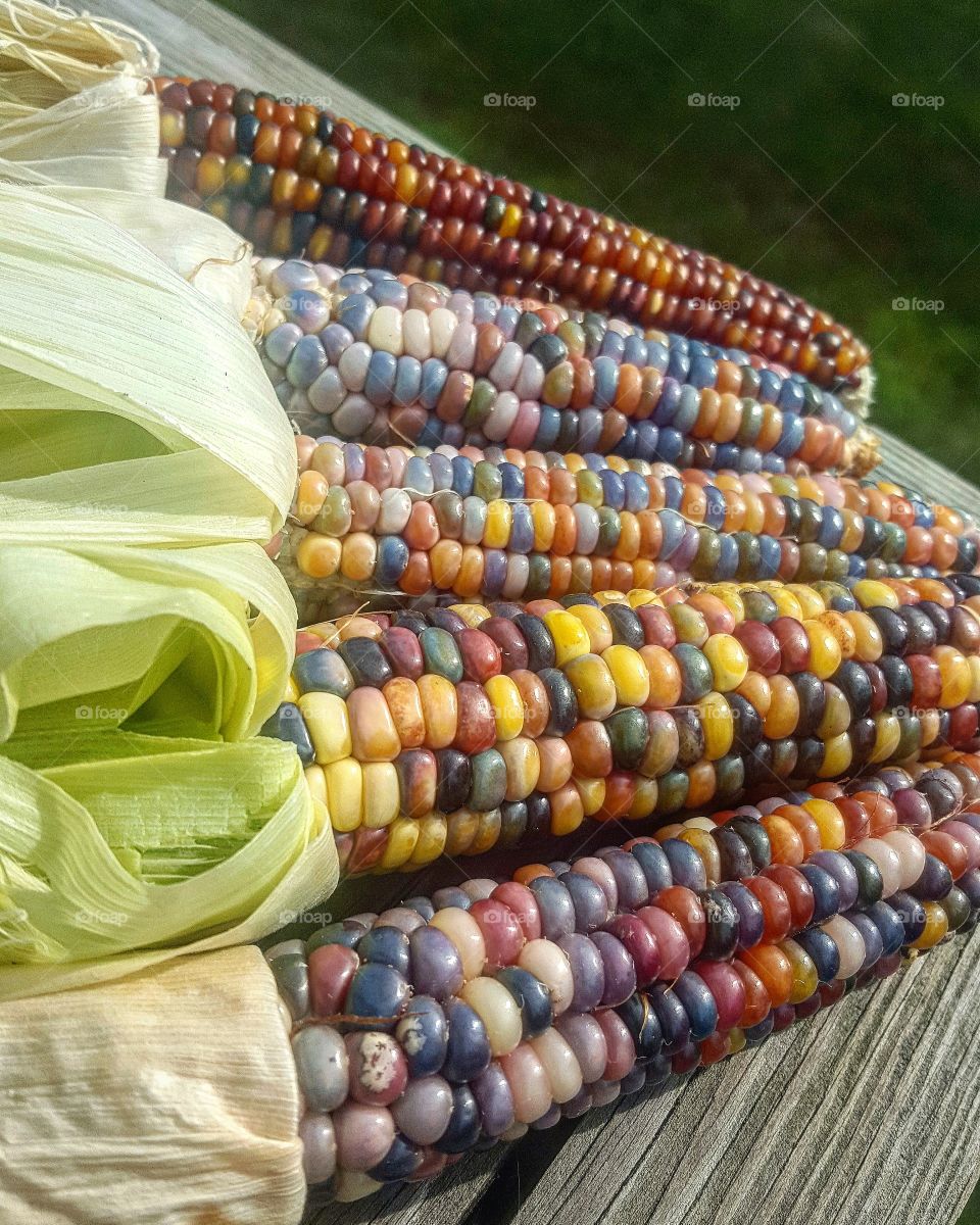 Glass Gem Corn