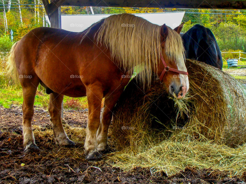 A gorgeous horse eating from a haybale in a Vermont stable.