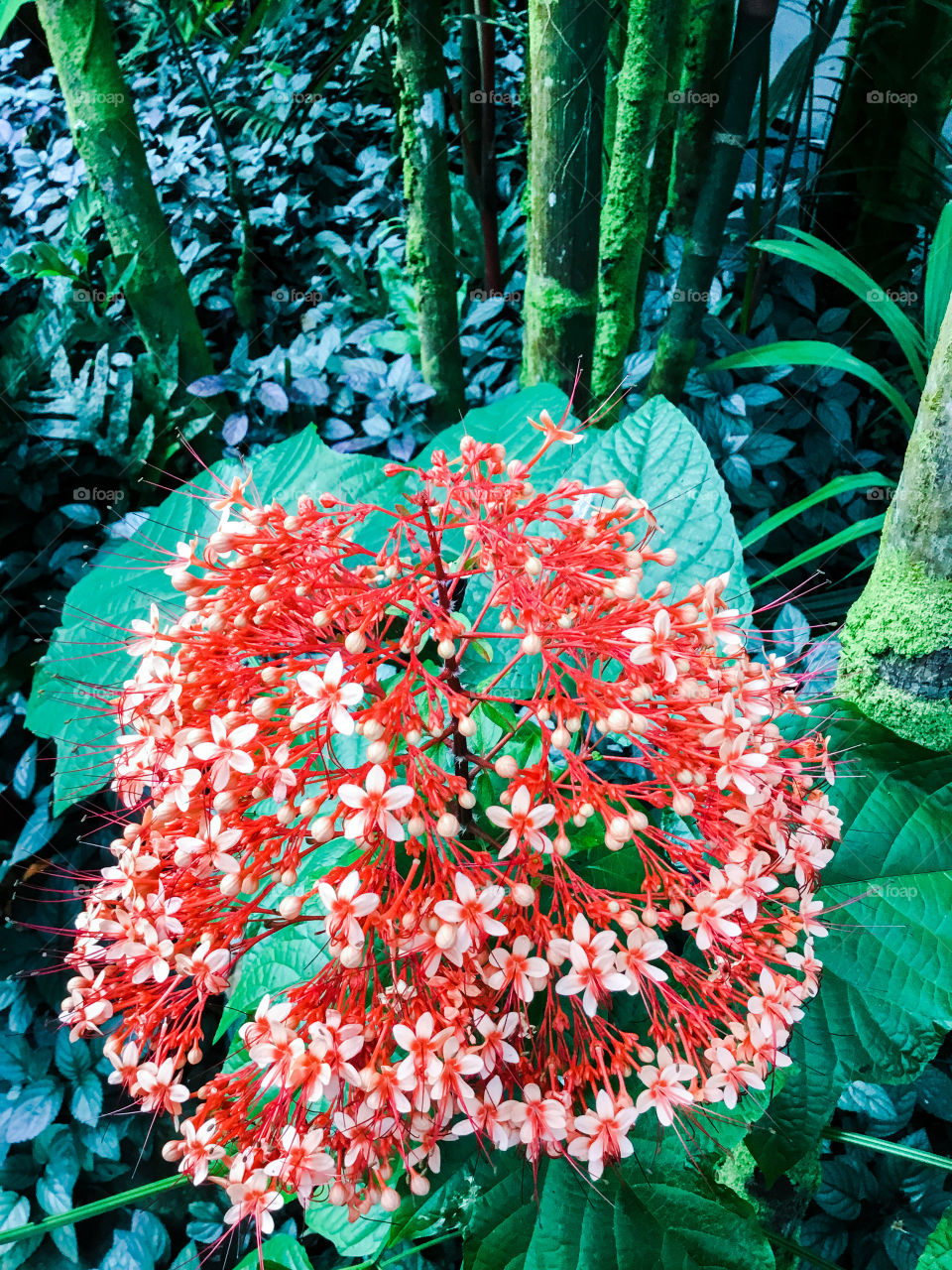 At Hawaii Tropical Botanical Garden