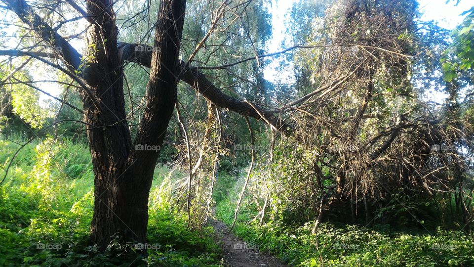 forest, broken tree