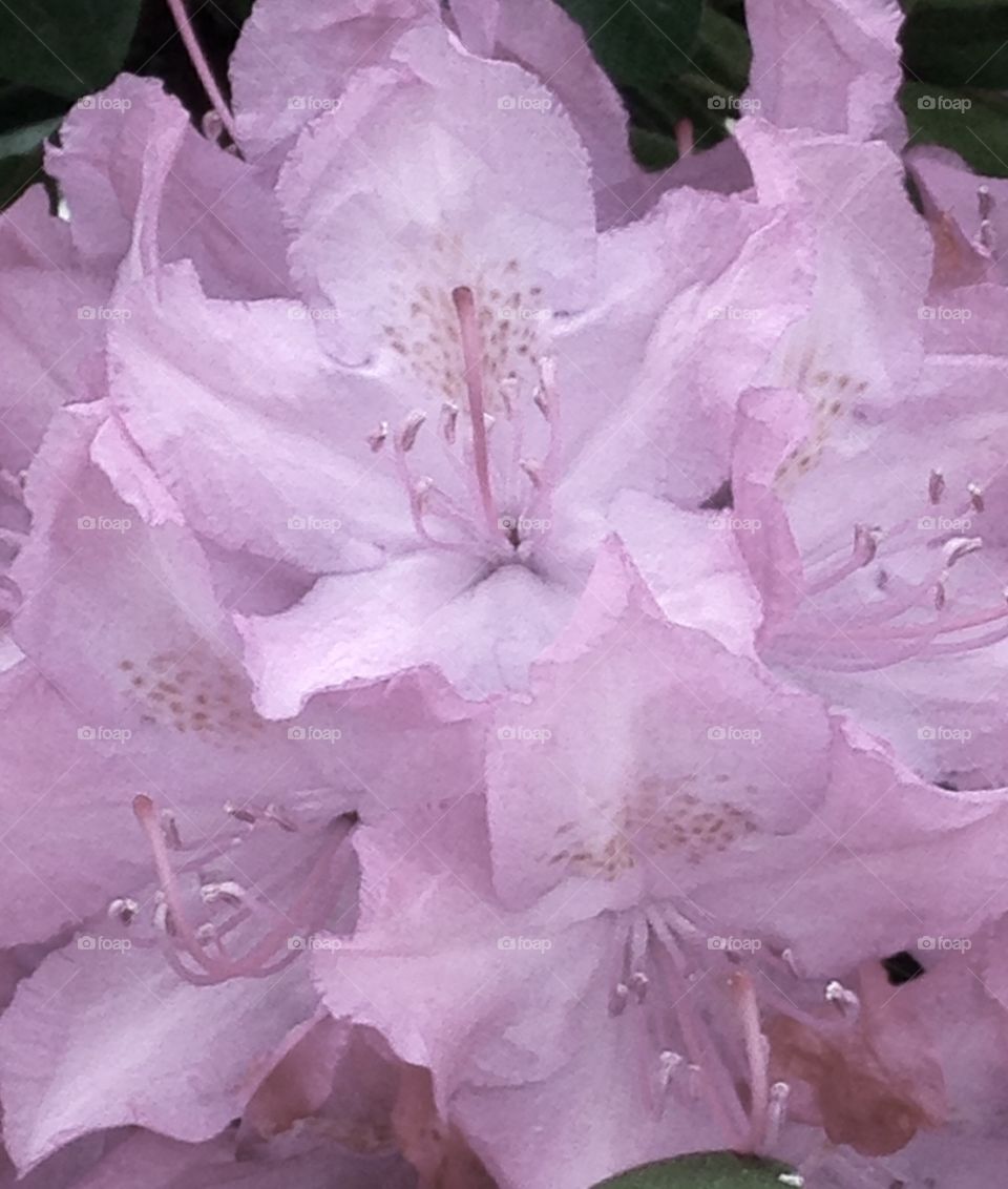 Pale pink rhododendron 