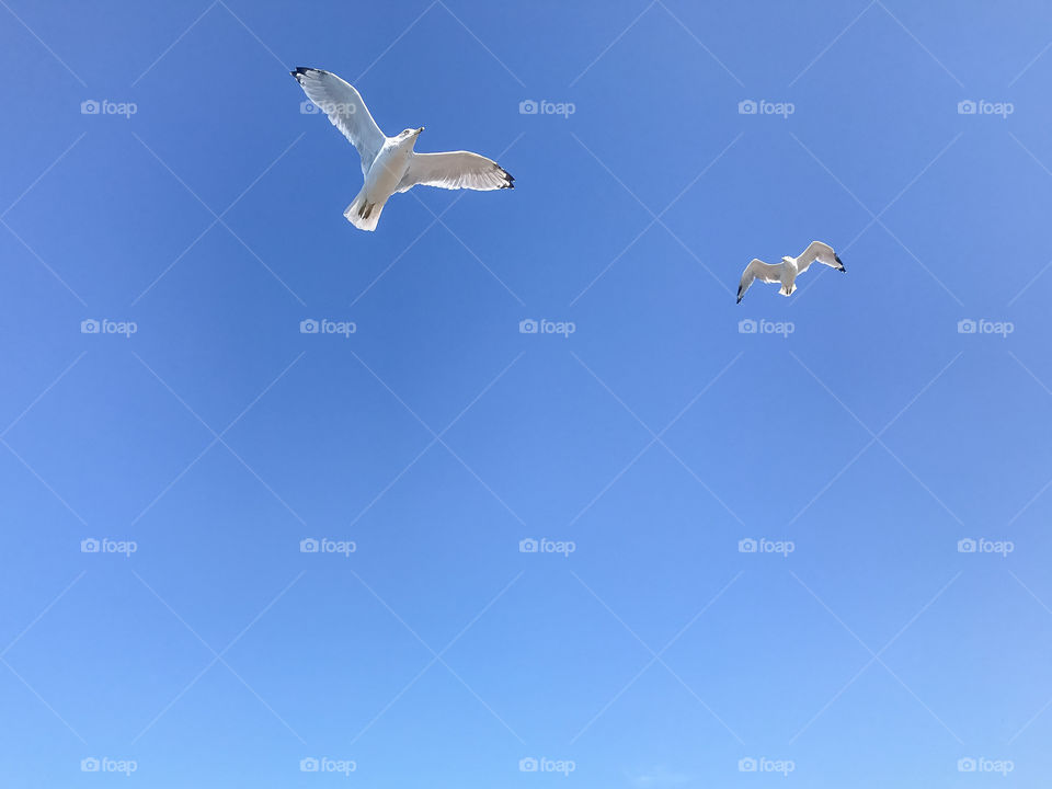 Two Seagulls Flying through Clear Blue Skies