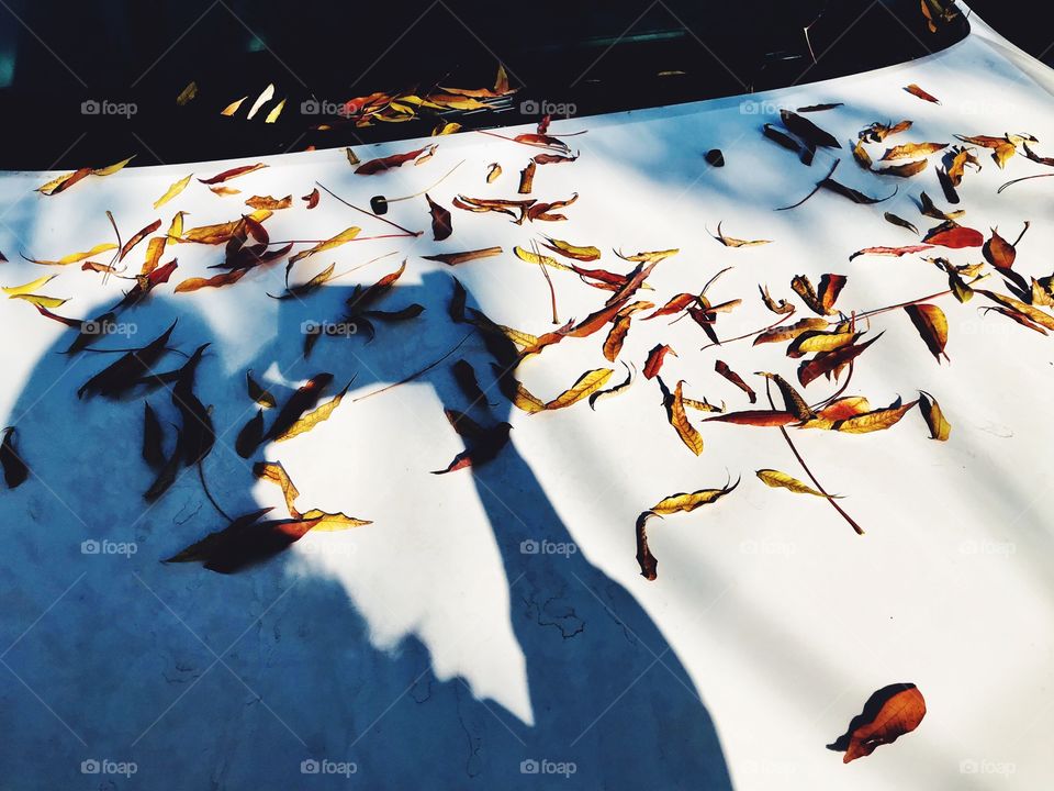 Capturing the best colors of the Autumn 🍂 season 