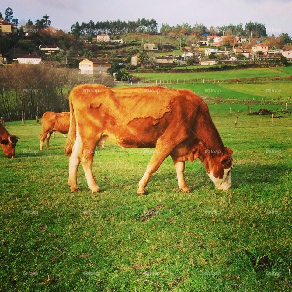 Cows grazing in countryside
