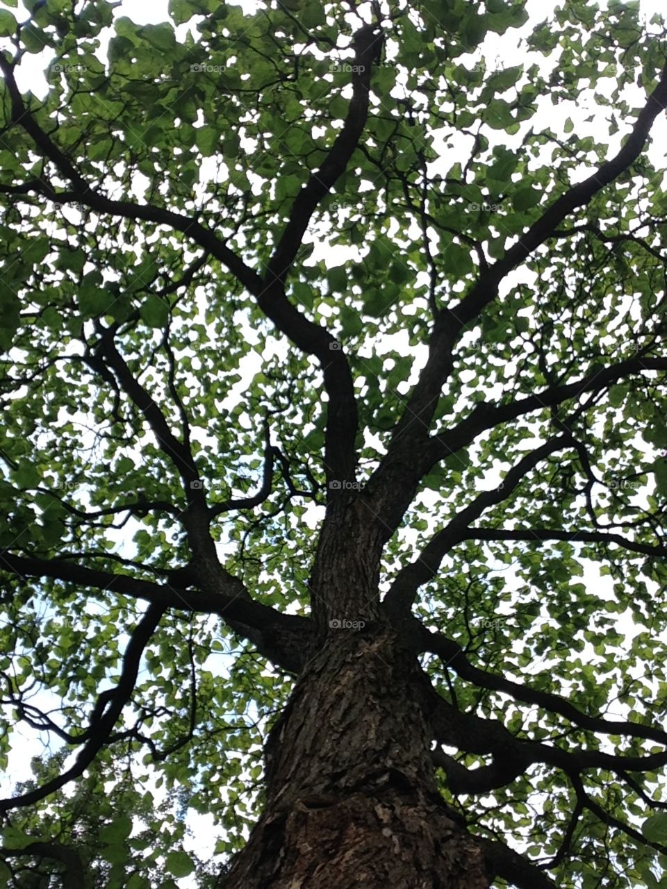 Looking through a tree crown