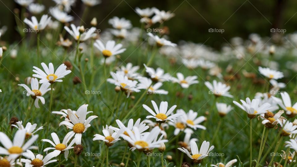 Beautiful flower field with but of macro... 