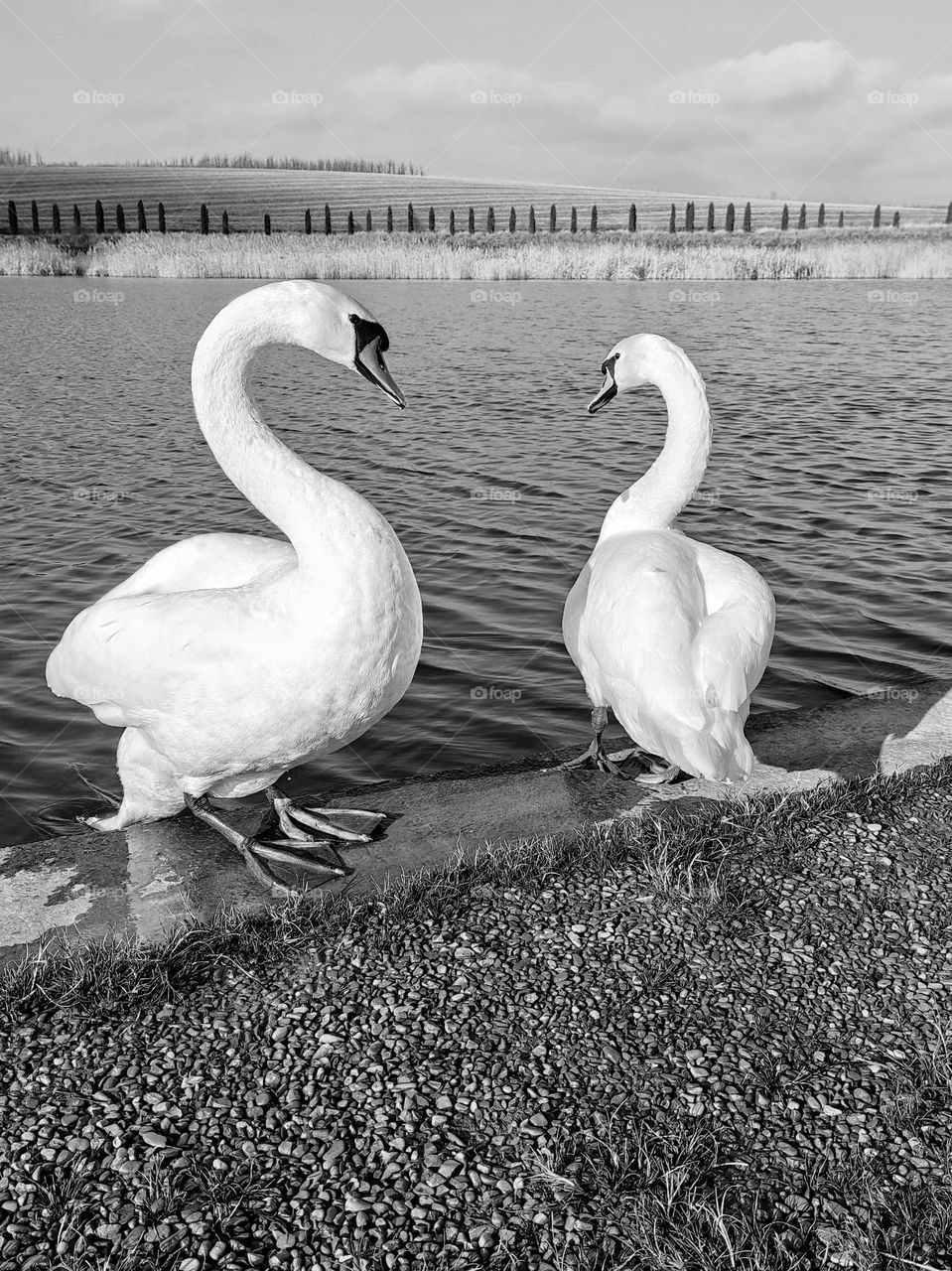 beautiful white swans on the shore of the lake