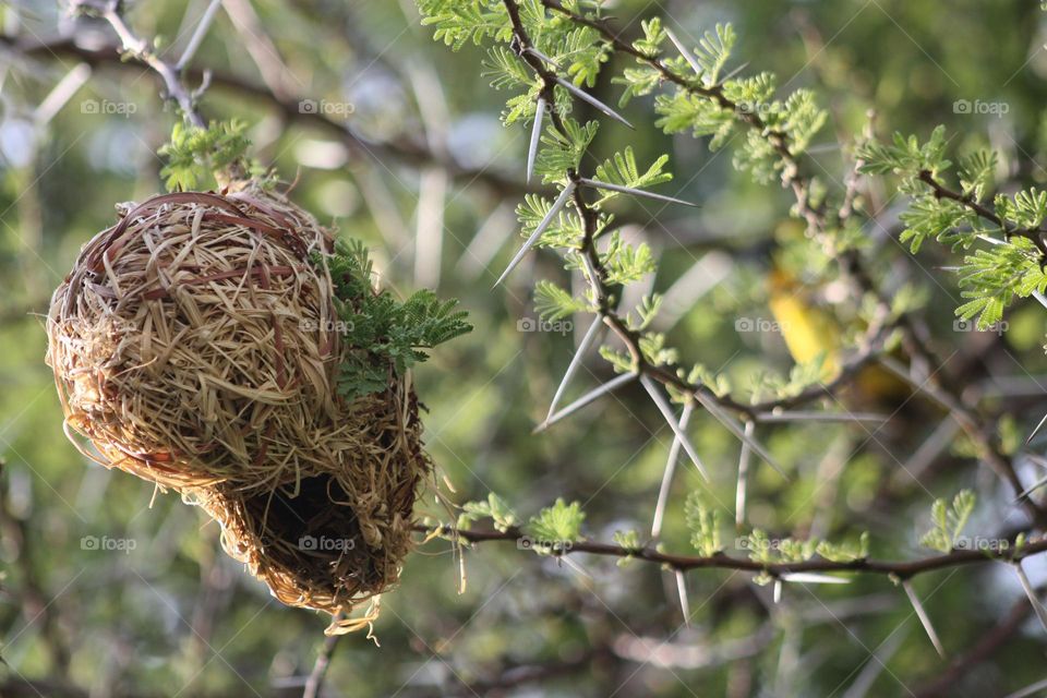 finch nest in thorn tree