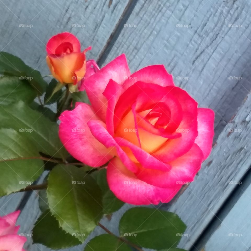 beautifully in bloom