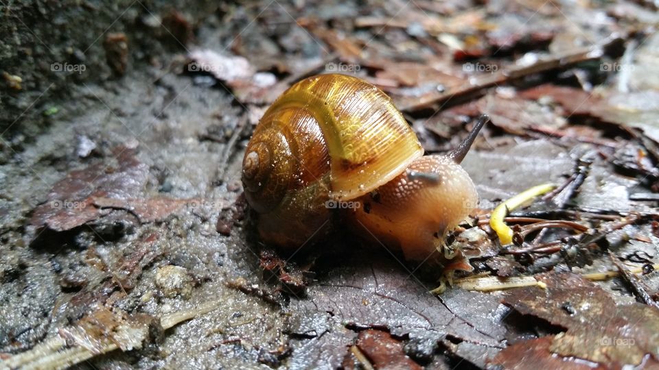Snail at the Trail. A Close up of nature