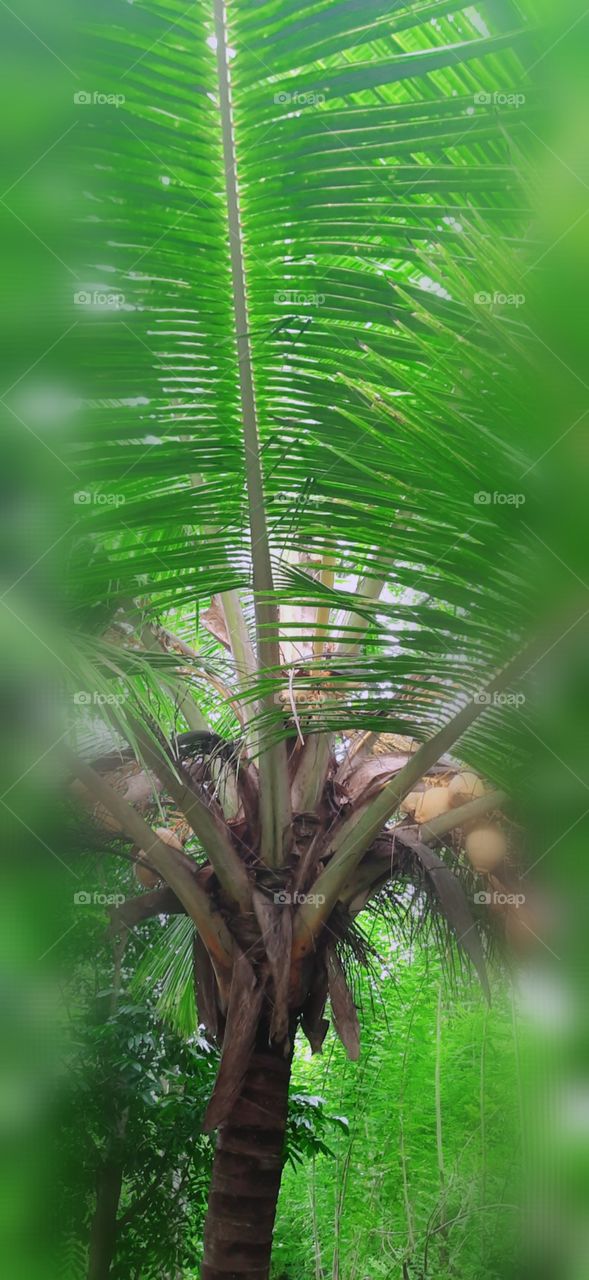 coconut tree