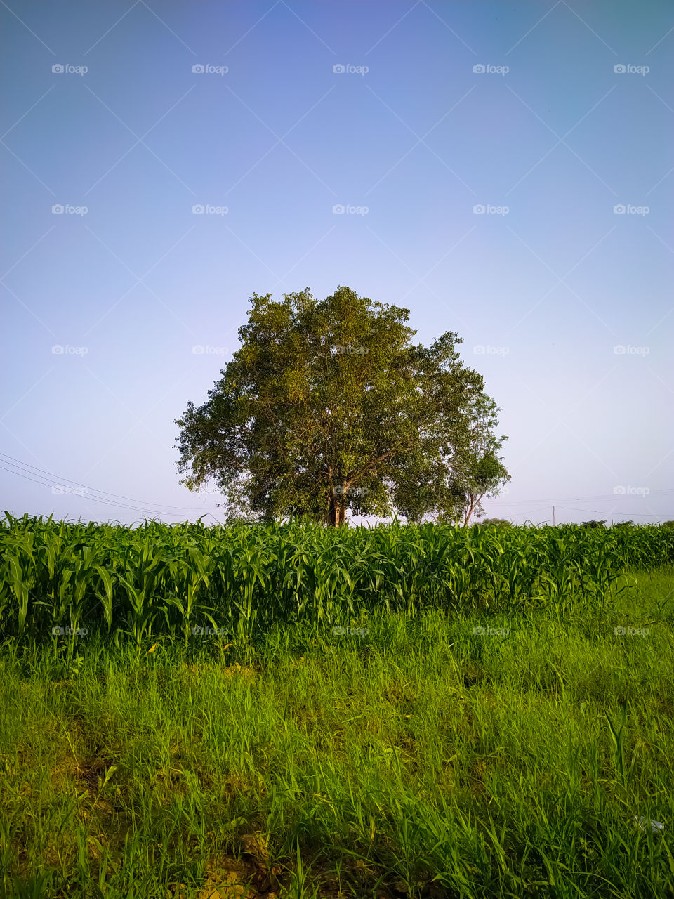 A vertical shot of the agricultural field of corn and a tree on a blue sky background