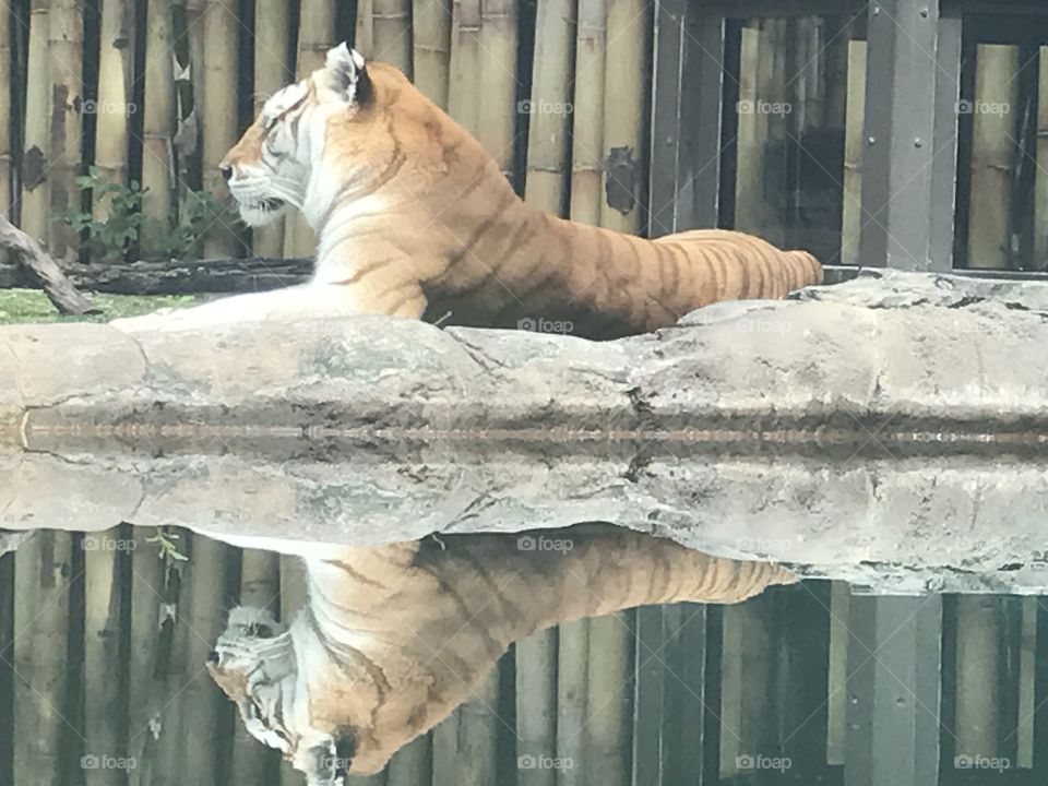 Cinnamon tiger reflection