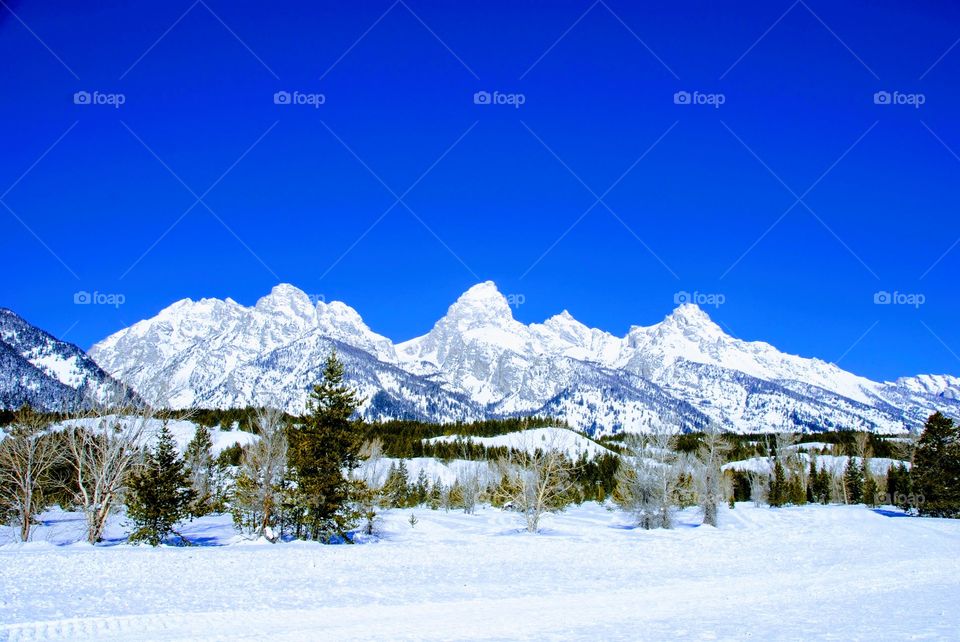 Teton Splendor