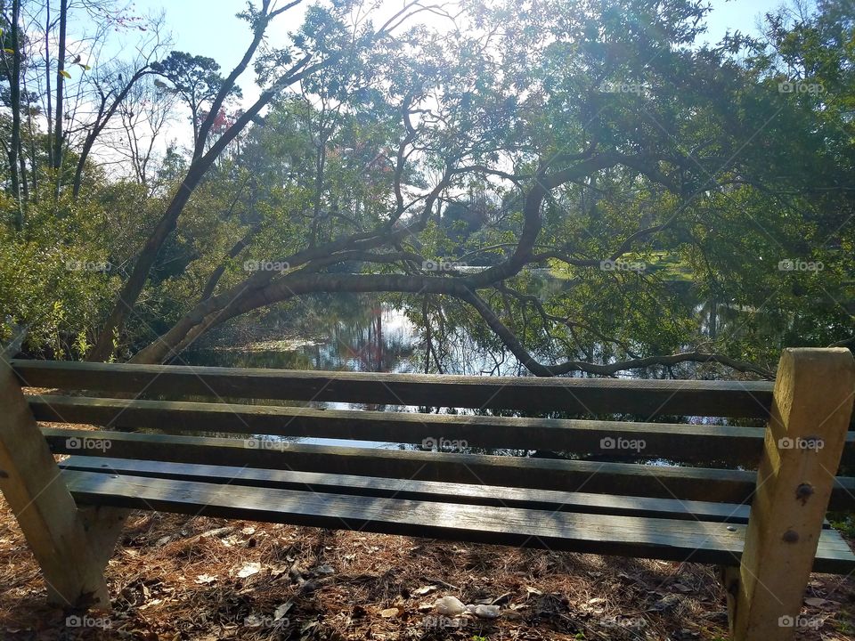 Lake with a bench