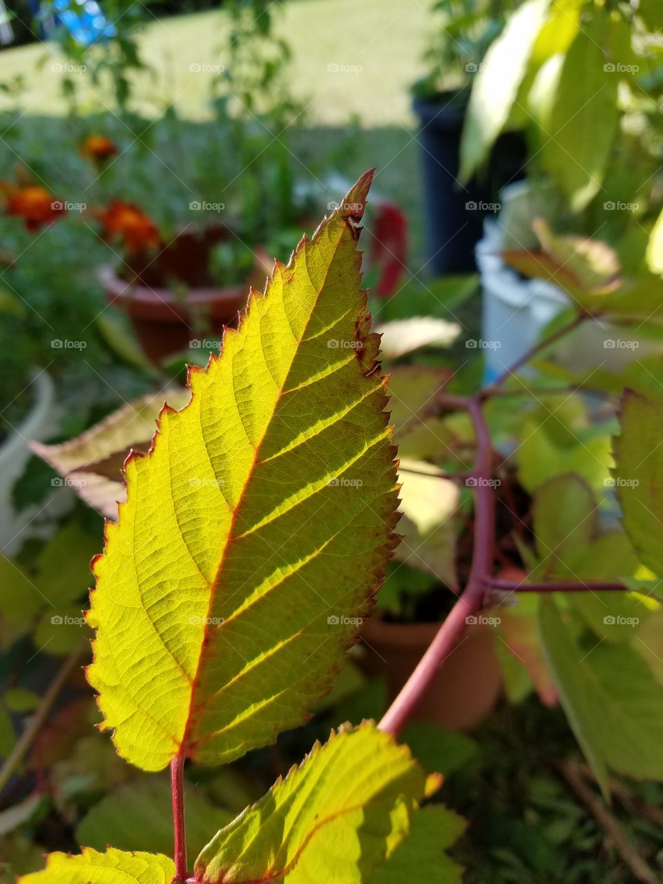 leaves