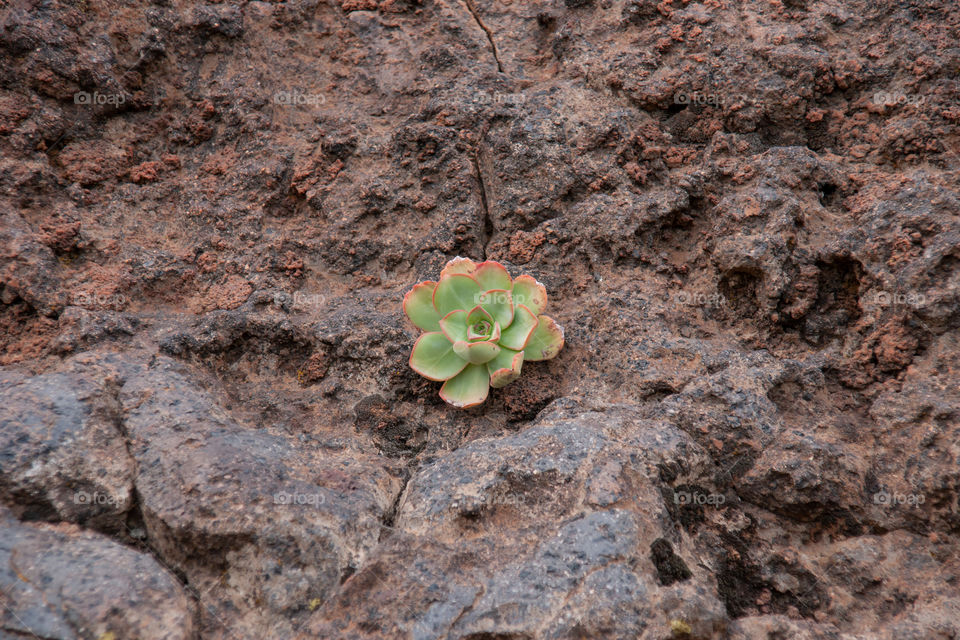 succulent growing on stones