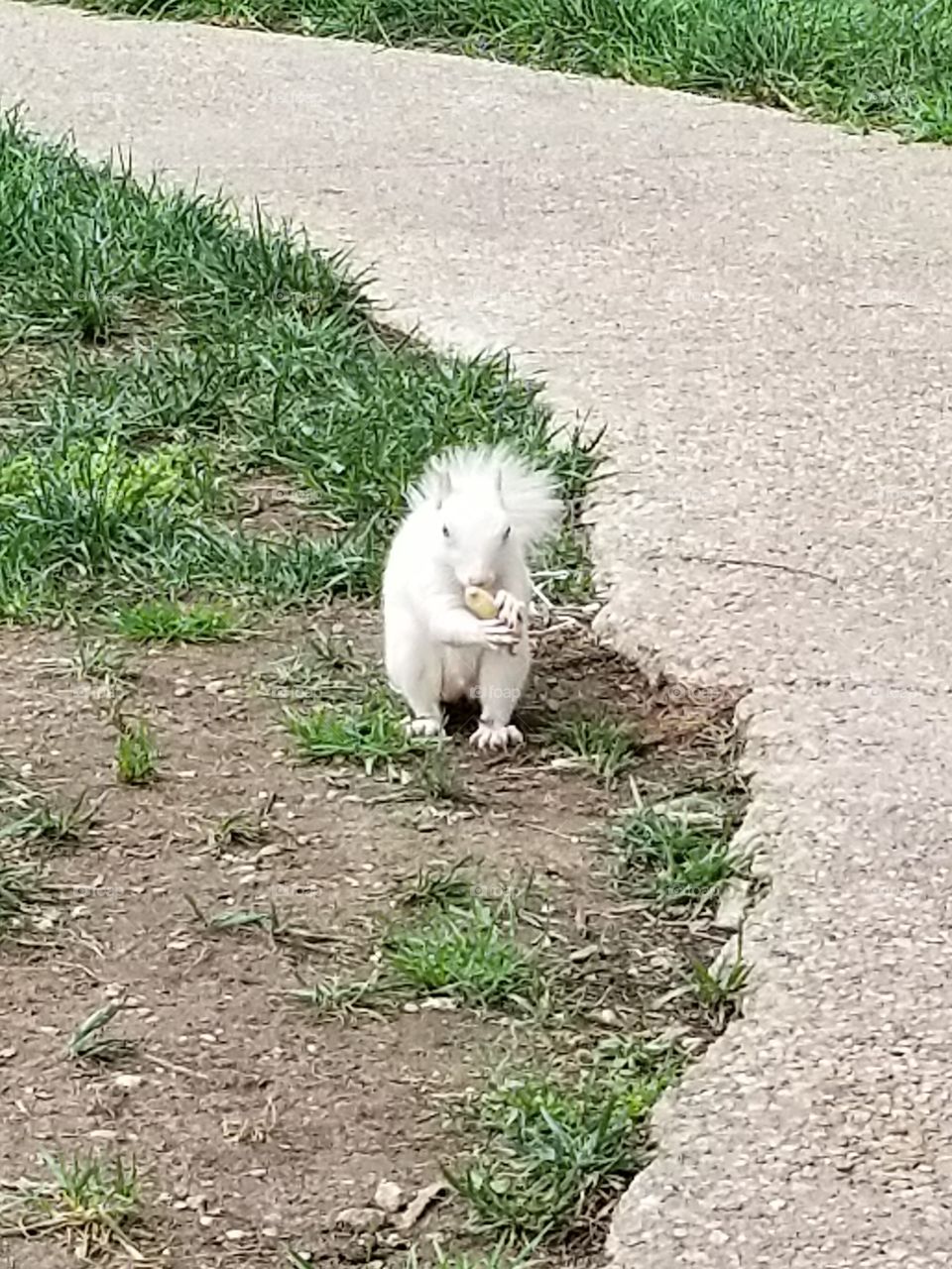 albinos squirrel