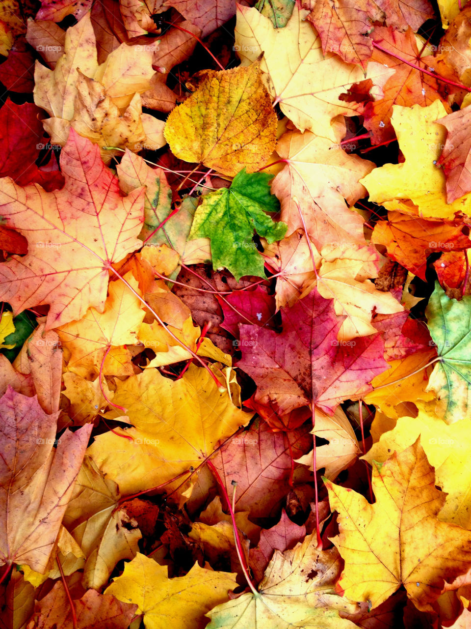 High angle view of autumn leaves