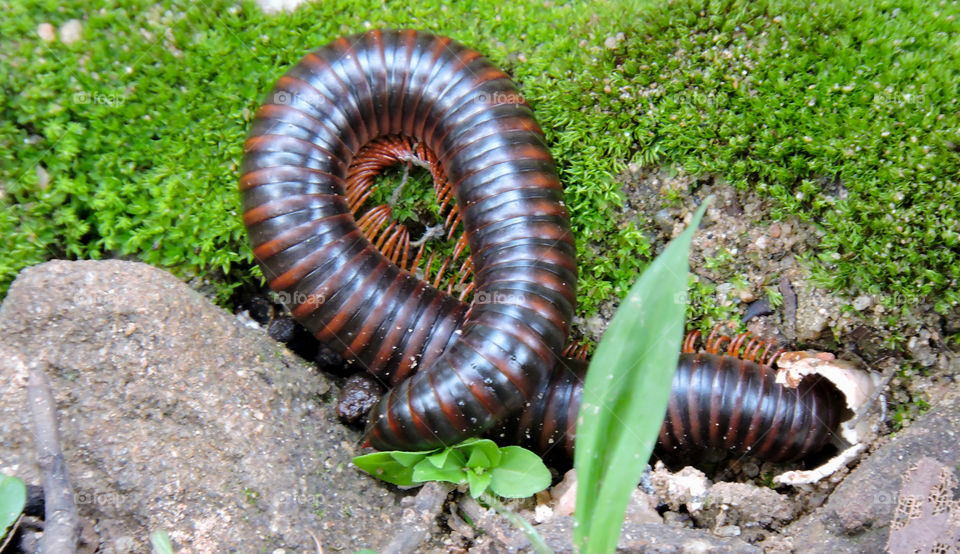 millipede