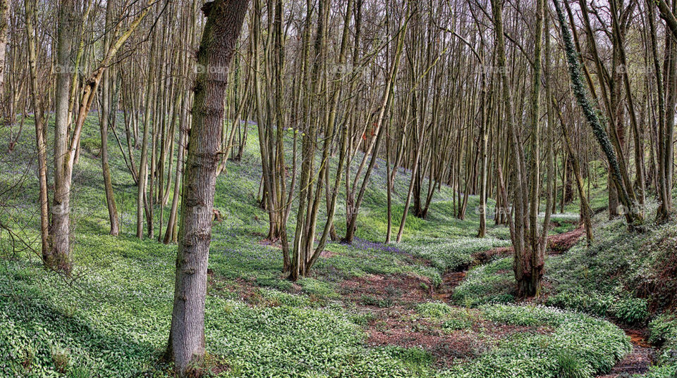 spring wood summer trees by chris7ben