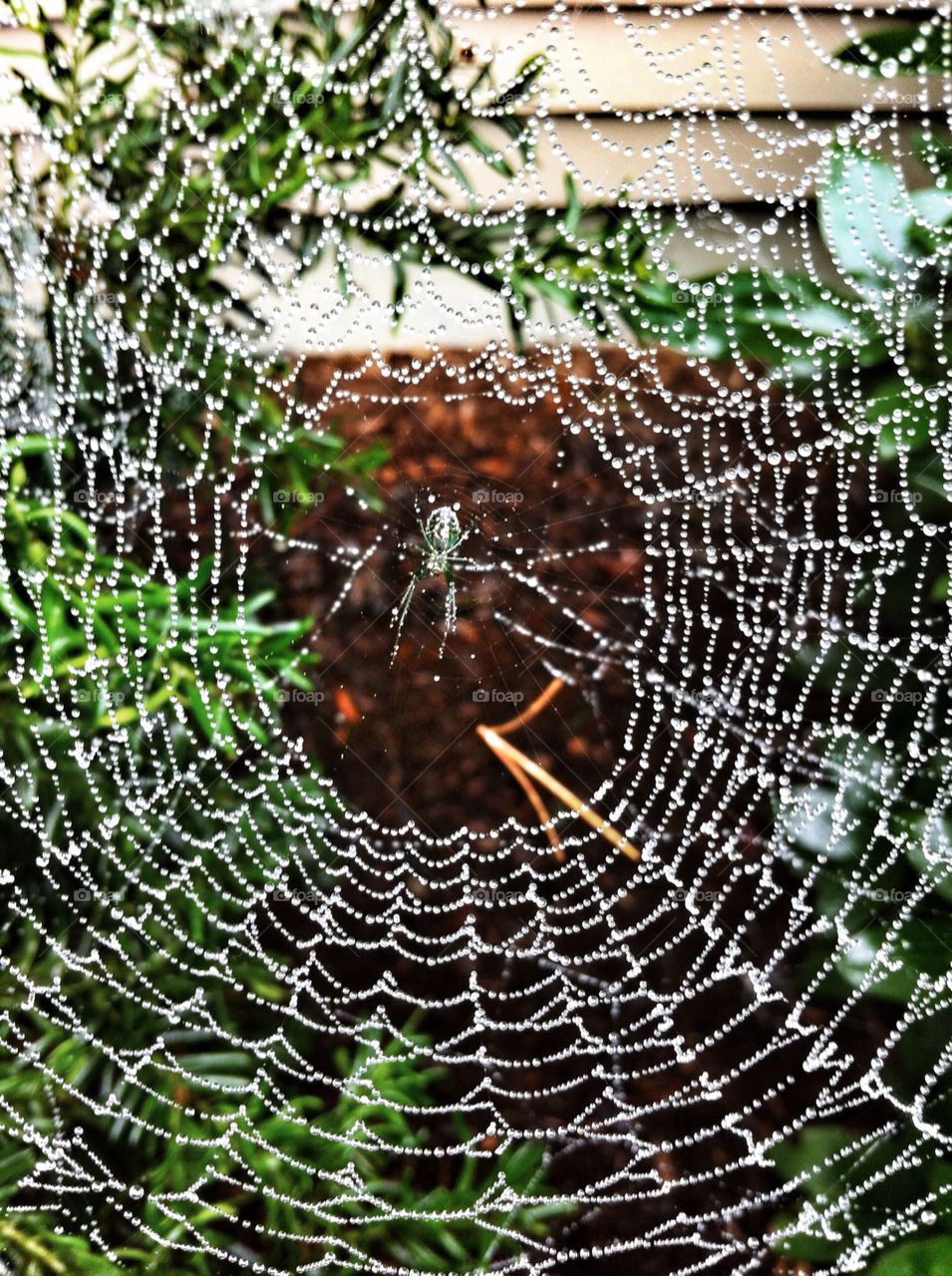nature close spiderweb spider by sherrih