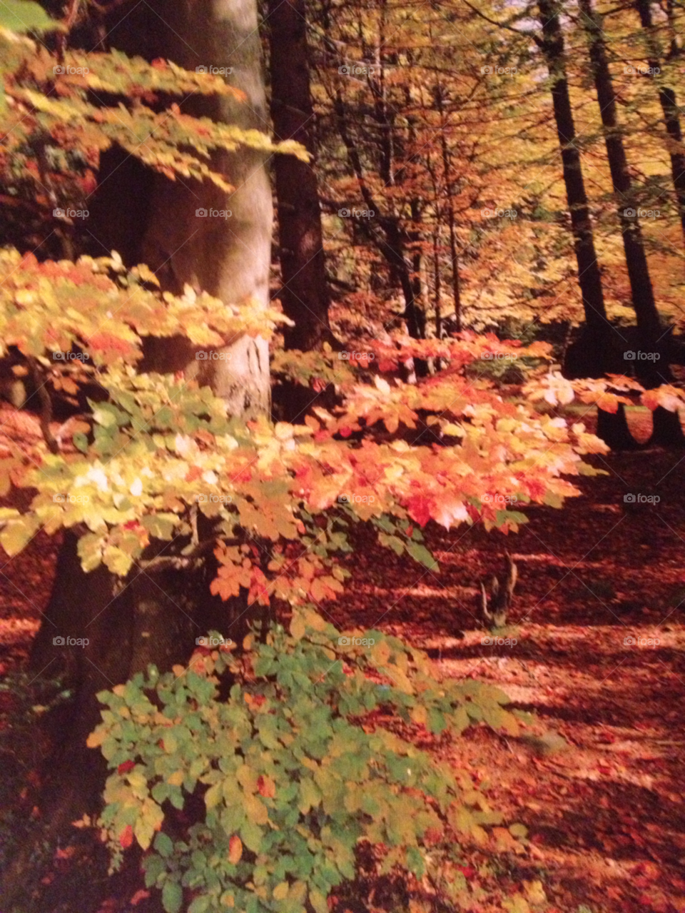 wood tree autum nature by katrink