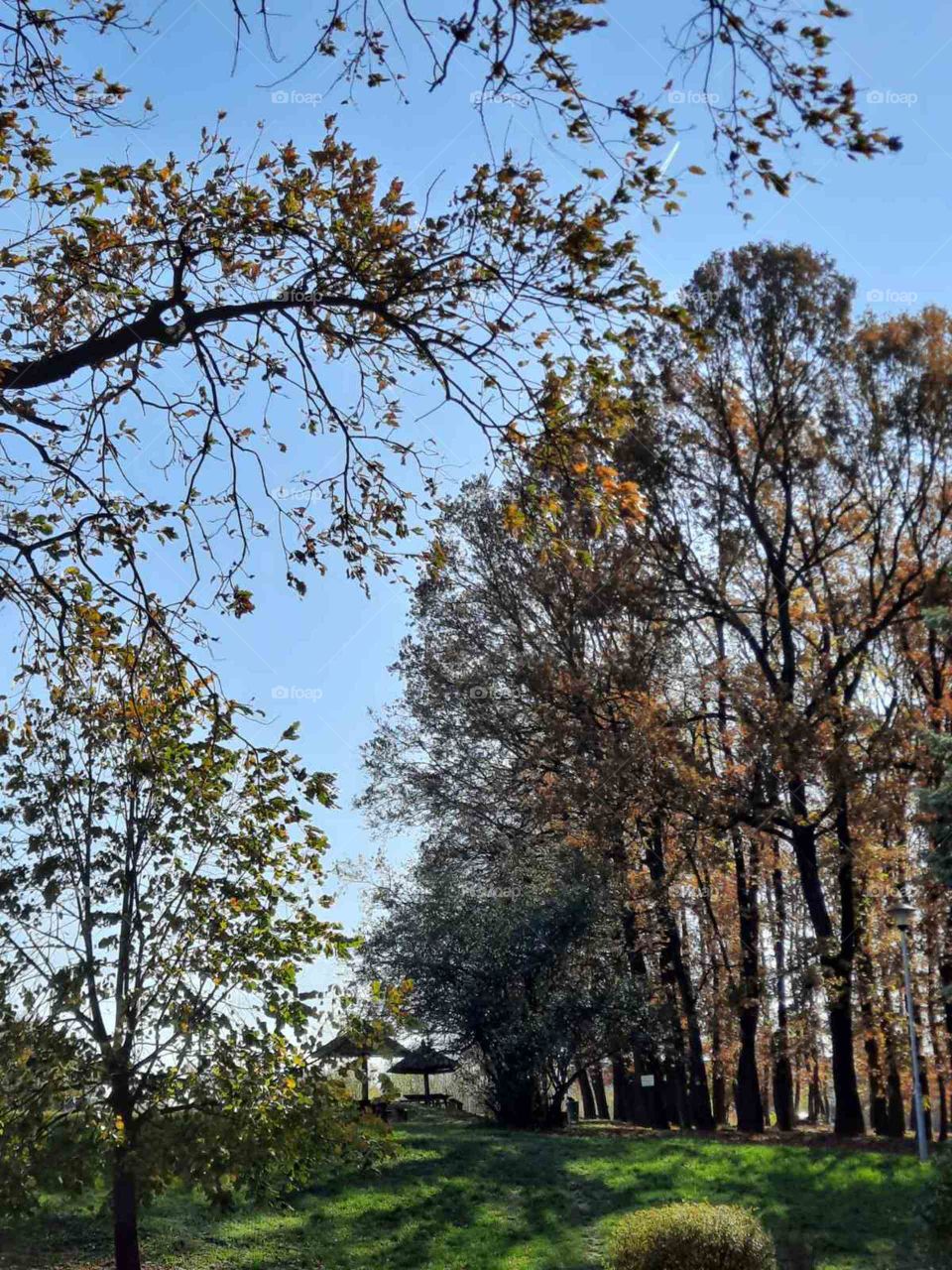 Autumn in Belgrade forest 🍂