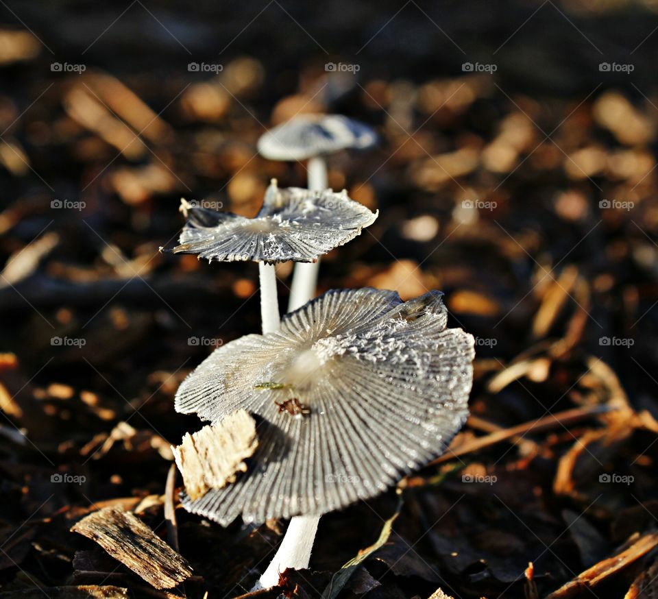 wild mushrooms
