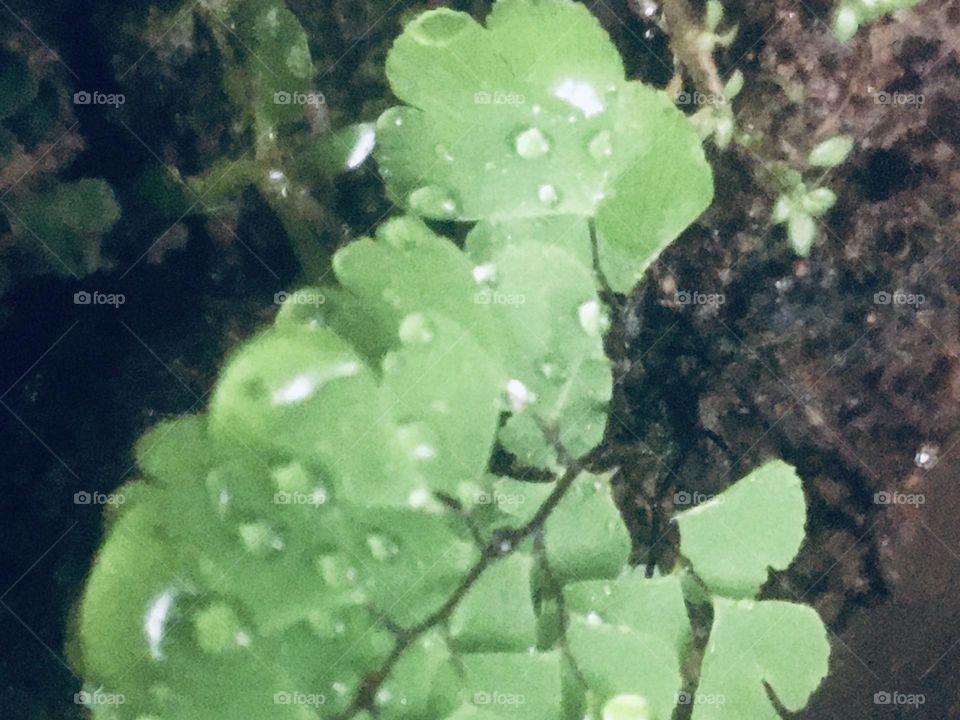 Water has fallen on the leaves of the trees. . The rainy day.